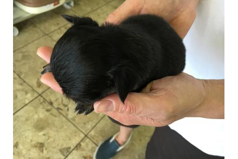 成約済の愛知県のチワワ-22233の1枚目